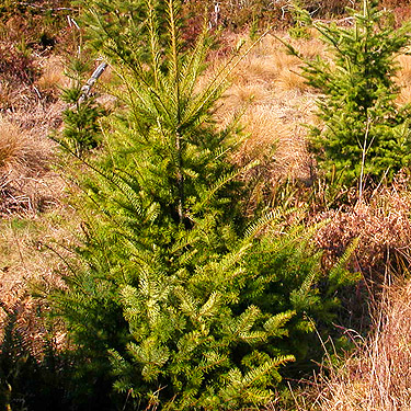 young Douglas-fir in clearcut, Ballow Road, Hartstene Island, Washington