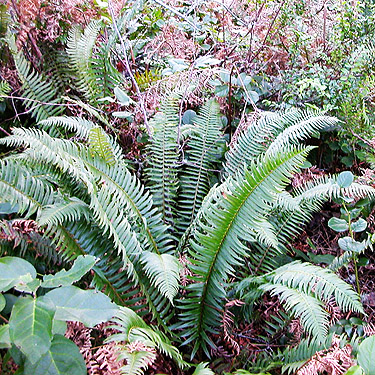 fern Polystichum munitum understory, Ballow Road, Hartstene Island, Washington