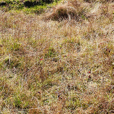 grass in clearcut, Ballow Road, Hartstene Island, Washington
