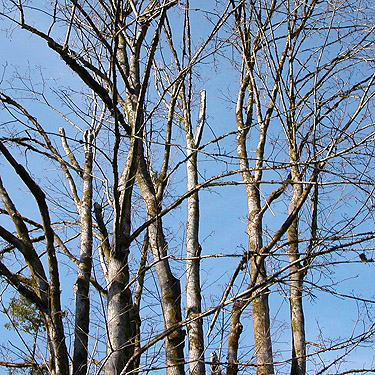 winter trees, Ballow Road, Hartstene Island, Washington