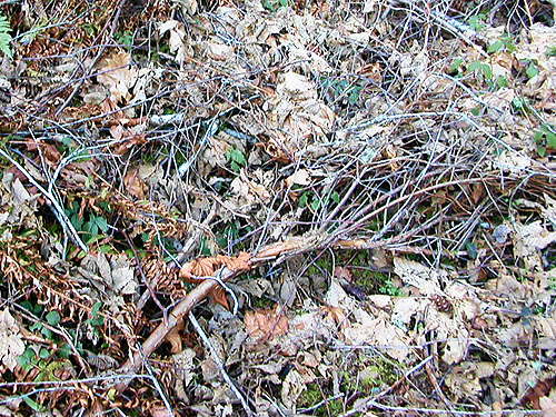 alder-maple leaf litter, Jarrell Cove Cemetery, Hartstene Island, Mason County, Washington