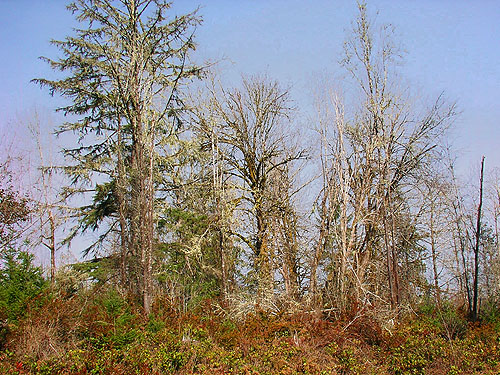 maple trees in clearcut, Ballow Road, Hartstene Island, Washington