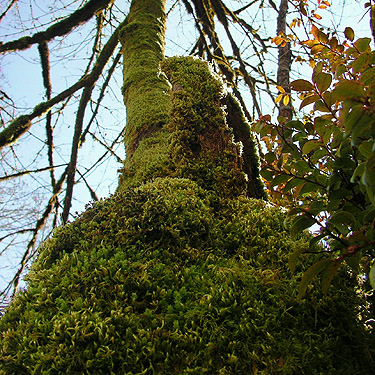moss on maple trunk, Ballow Road, Hartstene Island, Washington