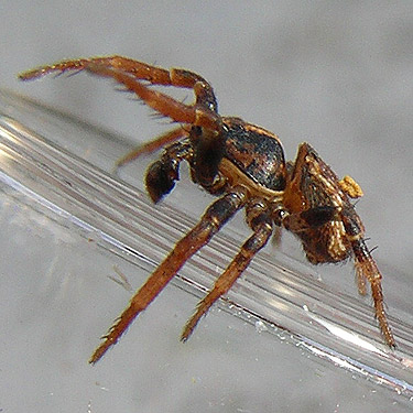 male crab spider Ozyptila pacifica from moss, Ballow Road, Hartstene Island, Washington