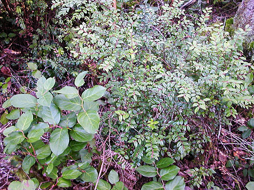 salal Gaultheria shallon understory