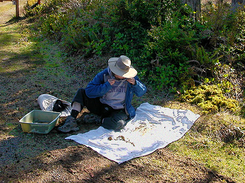 Laurel Ramseyer sifting moss, Ballow Road, Hartstene Island, Washington
