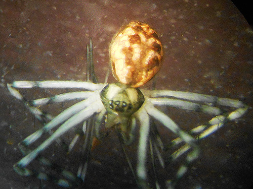 spider Arcuphantes arcuatulus from moss, Bar Creek Bridge, N of Mt Baker, Washington