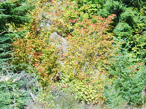 roadcut shrubs turning color, Bar Creek Bridge, N of Mt Baker, Washington