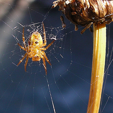 female spider Araniella displicata in web, Bar Creek Bridge, N of Mt Baker, Washington