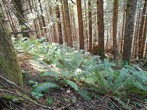 sword fern understory, Wells Creek Road site, north of Mt Baker, Washington