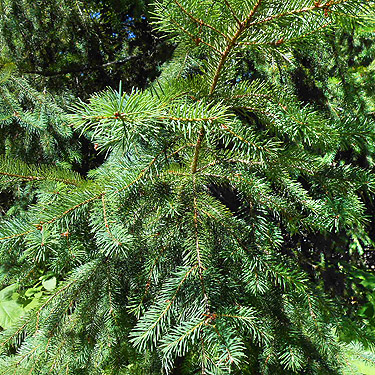 fir foliage, Bar Creek Bridge, N of Mt Baker, Washington