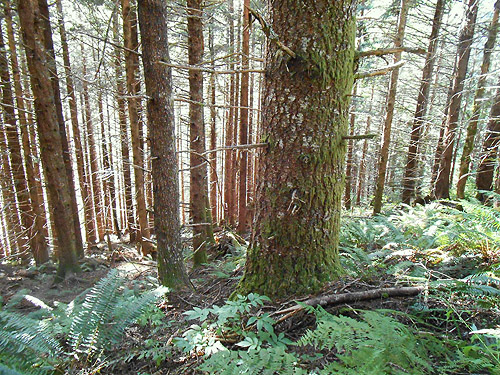 mature conifer forest, Wells Creek Road site, north of Mt Baker, Washington