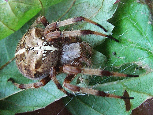 female orbweaver Araneus gemma in retreat, Wells Creek Road site, north of Mt Baker, Washington