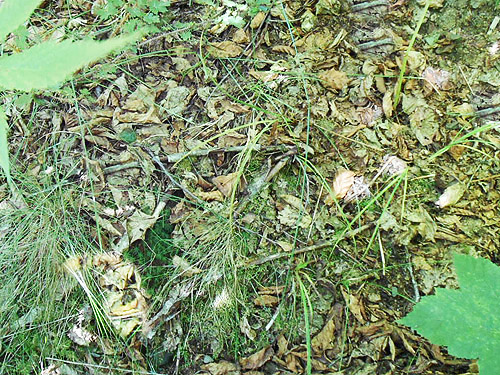 alder leaf litter, Bar Creek Bridge, N of Mt Baker, Washington