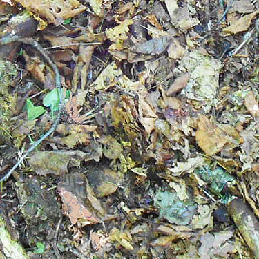 alder leaf litter, Bar Creek Bridge, N of Mt Baker, Washington