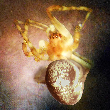juvenile Metellina from ferns, Wells Creek Road site, north of Mt Baker, Washington