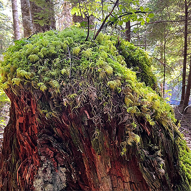 mossy stump, Bar Creek Bridge, N of Mt Baker, Washington