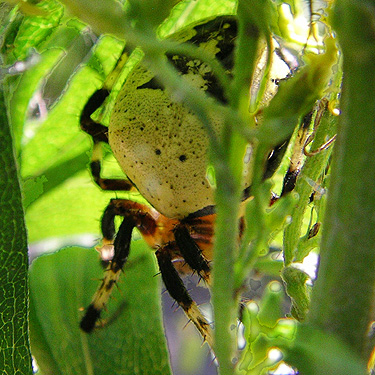 Araneus nordmanni spider in retreat, Wells Creek Road site, north of Mt Baker, Washington