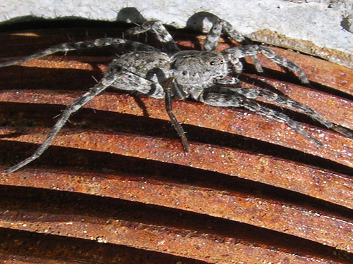 juvenile Pardosa from bridge, Bar Creek Bridge, N of Mt Baker, Washington