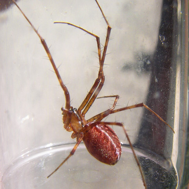 spider Pityohyphante tacoma on Bar Creek Bridge, N of Mt Baker, Washington
