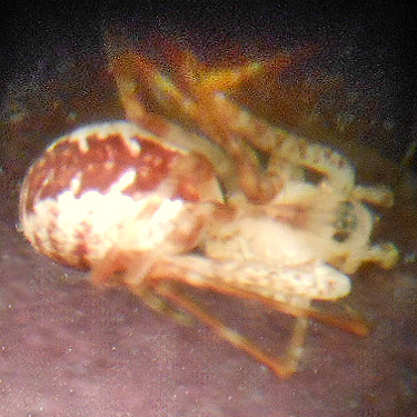 Pityohyphantes tacoma color form, Bar Creek Bridge, N of Mt Baker, Washington