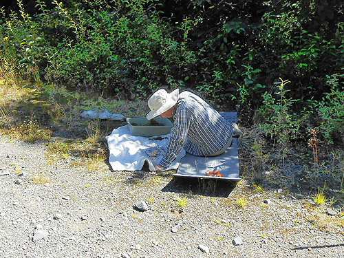 Laurel Ramseyer sifting moss, Bar Creek Bridge, N of Mt Baker, Washington