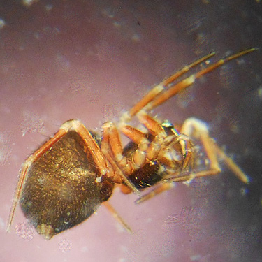 spider Sisis rotundus from moss, Bar Creek Bridge, N of Mt Baker, Washington