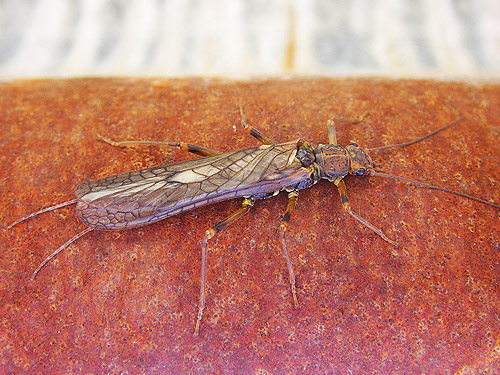 stonefly on bridge, Bar Creek Bridge, N of Mt Baker, Washington