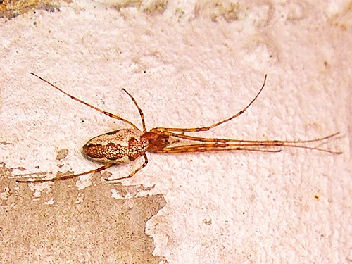 Tetragnatha versicolor on bridge, Bar Creek Bridge, N of Mt Baker, Washington