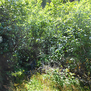 alder thicket, Bar Creek Bridge, N of Mt Baker, Washington