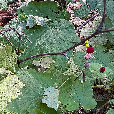thimbleberry foliage and berry, Bar Creek Bridge, N of Mt Baker, Washington