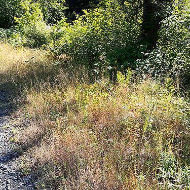 roadside verge, Bar Creek Bridge, N of Mt Baker, Washington