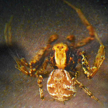 male spider Xysticus pretiosus from ferns, Wells Creek Road site, north of Mt Baker, Washington