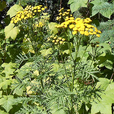 roadside tansy flower, Bar Creek Bridge, N of Mt Baker, Washington