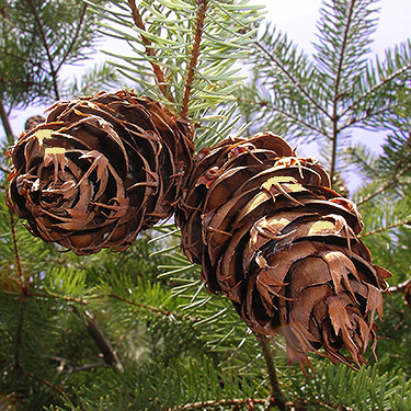 Douglas-fir cones on tree, Bayshore Preserve, Oakland Bay, Mason County, Washington