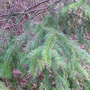 Douglas-fir foliage at Bayshore Preserve, Oakland Bay, Mason County, Washington