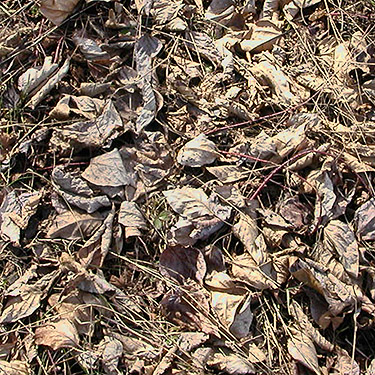 cottonwood leaf litter, Bayshore Preserve, Oakland Bay, Mason County, Washington