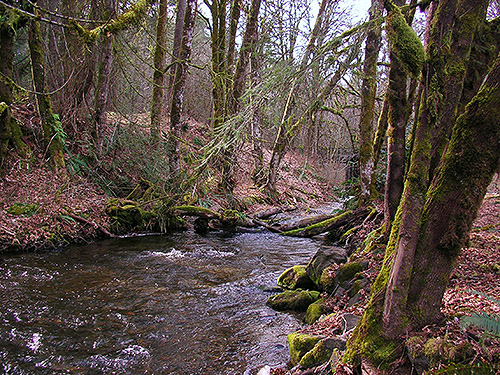 mossy habitats along Johns Creek, Bayshore Preserve, Oakland Bay, Mason County, Washington