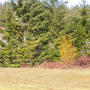 edge of field in state tract, Bayshore Preserve, Oakland Bay, Mason County, Washington