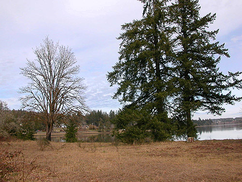 field and trees in former golf course, Bayshore Preserve, Oakland Bay, Mason County, Washington