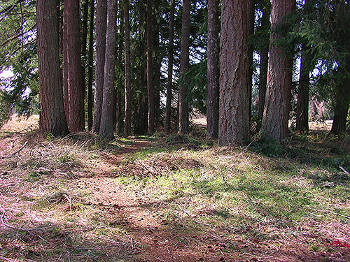 Douglas-fir grove in Bayshore Preserve, Oakland Bay, Mason County, Washington