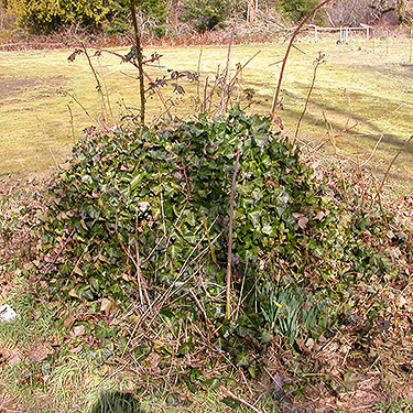invasive ivy on state land near Bayshore Preserve, Oakland Bay, Mason County, Washington