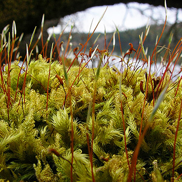 closeup of fruiting moss, Bayshore Preserve, Oakland Bay, Mason County, Washington