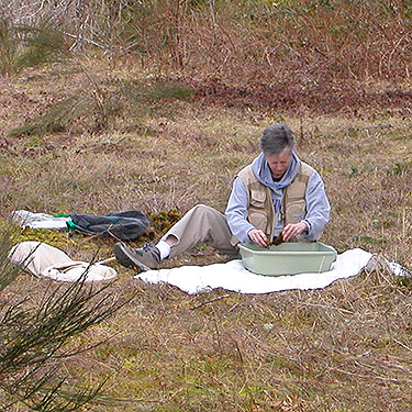 Laurel Ramseyer sifting moss, Bayshore Preserve, Oakland Bay, Mason County, Washington