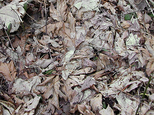 bigleaf maple leaf litter, Bayshore Preserve, Oakland Bay, Mason County, Washington