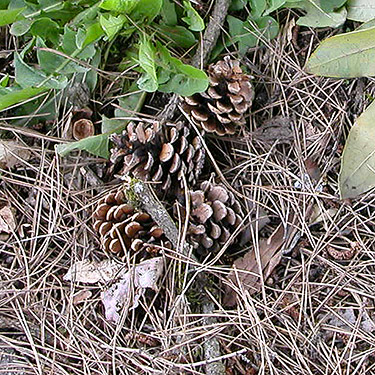 pine cones in pocket park at 1st & Cota, Shelton, Washington
