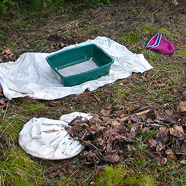 pile of sifted litter by sifter, Bayshore Preserve, Oakland Bay, Mason County, Washington
