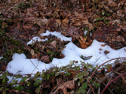 remnant of February snow, Bayshore Preserve, Oakland Bay, Mason County, Washington