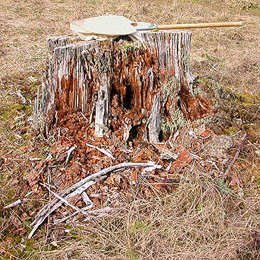 rotten stump in field, Bayshore Preserve, Oakland Bay, Mason County, Washington