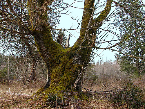 large bigleaf maple in field, Bayshore Preserve, Oakland Bay, Mason County, Washington